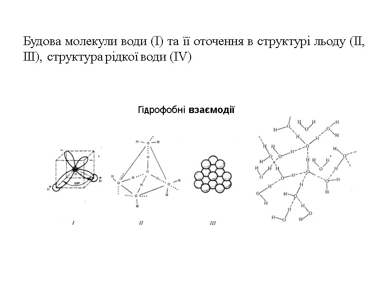 Будова молекули води (І) та її оточення в структурі льоду (ІІ, ІІІ), структура рідкої